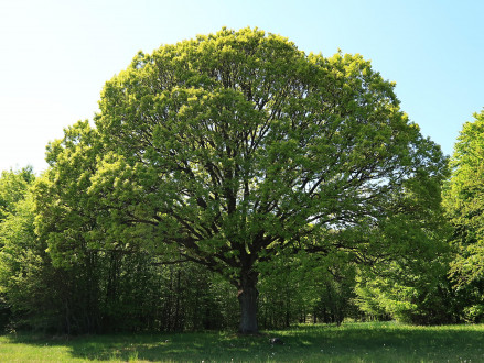 Quercus petraea (Sessile Oak) - Plešivecká planina (5/2026)