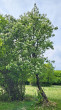Sorbus torminalis - Zádielska planina, (5/2026)