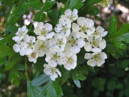 Crataegus monogyna (Hawthorn) 