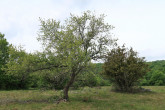 Cerasus mahaleb (Mahaleb cherry) - Zádielska planina (5/2026)