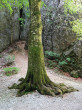 Fagus sylvatica (European beech) - bark (Zádielska Gorge 5/2026)