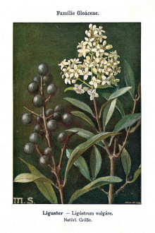 Ligustrum vulgare - Unsere Waldbäume, Sträucher und Zwergholzgewächse. Heidelberg, Carl Winter`s Universitätsbuchhandlung