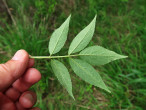Sambucus racemosa (Red-berried elder) - underside