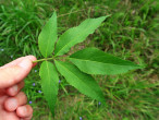 Sambucus racemosa (Red-berried elder)