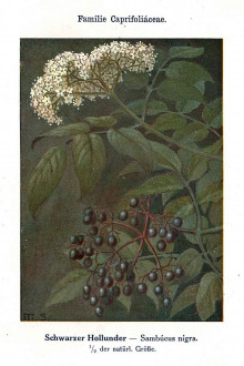 Sambucus nigra (Black elder) - Unsere Waldbäume, Sträucher und Zwergholzgewächse. Heidelberg, Carl Winter`s Universitätsbuchhandlung
