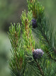 Pinus cembra
