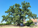Quercus pubescens (Downy oak) - Týnec, Czechia