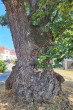 Quercus pubescens (Downy oak) -  bork, Týnec, Czechia