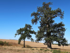Quercus cerris (Austrian oak)