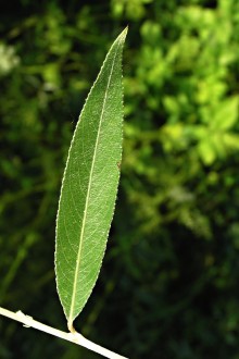 Salix alba (White willow) - top side