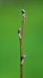 Alnus glutinosa (Sticky alder)