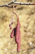 Alnus glutinosa (Sticky alder) - male (♂) and female (♀) catkins in autumn