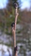 Alnus incana (Gray alder)
