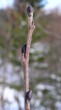 Alnus incana (Gray alder)