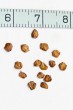 Alnus incana (Gray alder) - achene