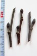 Alnus incana (Gray alder)