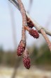 Alnus incana (Gray alder) - male (♂) and female (♀) catkins (winter)