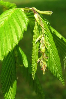 Carpinus betulus (Common hornbeam) - female (♀) catkins