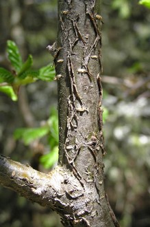 Alnus alnobetula (Green alder) - bark