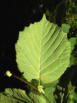 Corylus avellana (common hazel) - underside
