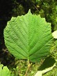 Corylus avellana (common hazel) - upper side