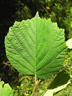 Corylus avellana (common hazel) - upper side