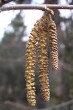 Corylus avellana (common hazel) - male (♂) catkins in spring at the time of flowering