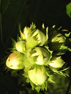 Corylus avellana (common hazel) - nuts