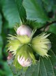 Corylus avellana (common hazel) - nuts