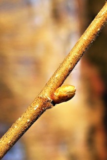 Corylus avellana (common hazel)