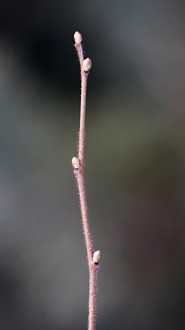 Corylus avellana (common hazel)