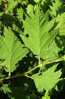 Corylus avellana (common hazel) - shear-leaved form