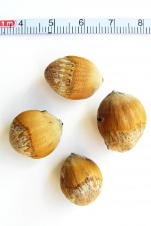 Corylus colurna (Turkish hazel) - nuts