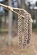 Corylus colurna (Turkish hazel) - male (♂) catkins