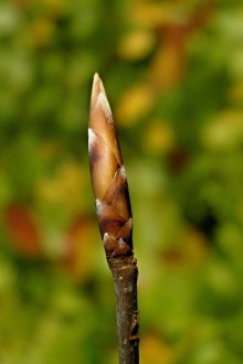 Fagus sylvatica (European beech)