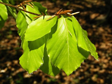 Fagus sylvatica (European beech) - a twig with young leaves
