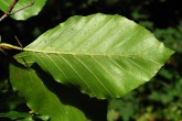 Fagus sylvatica (European beech) - underside