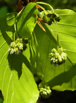 Fagus sylvatica (European beech) - male (♂) catkins