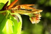 Fagus sylvatica (European beech) - female (♀) flowers