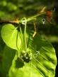 Fagus sylvatica (European beech) - male (♂) and female (♀) flowers