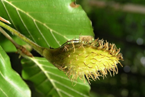 Fagus sylvatica (European beech) - acorn just before ripening