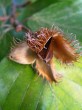 Fagus sylvatica (European beech) - the woodland cup opens with four valves