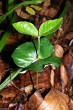 Fagus sylvatica (European beech) - two primary opposite leaves
