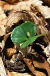 Fagus sylvatica (European beech) - seedling with two cotyledon leaves