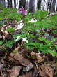 Fagus sylvatica (European beech) - spring forest heliophytes (wood anemone, common windflower, ...) under the beech stand early in the spring before the leaves appear