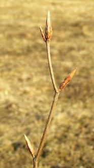 Fagus sylvatica (European beech)