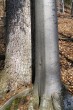 Fagus sylvatica (European beech) - bark, on the left common spruce (Picea abies)
