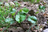 Fagus sylvatica (European beech) - natural regeneration of beeches under the mother tree stand