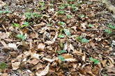 Fagus sylvatica (European beech) - natural regeneration of beeches under the mother tree stand
