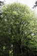 Fagus sylvatica (European beech) - crown